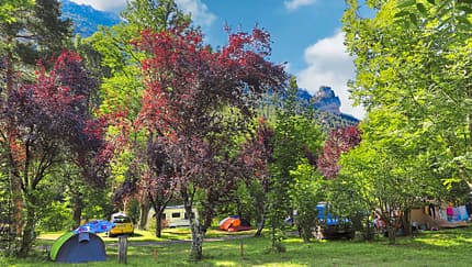 Baumbestand, Huttopia Gorges du Tarn