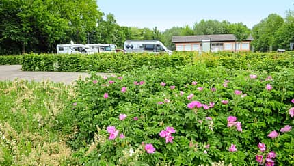 Wohnmobile auf dem Stellplatz, Blumen