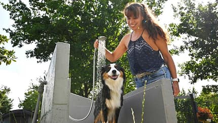 Falkensteinsee Dusche, Hund