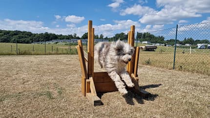 Walkyrien Hund 2, Parkour, Training