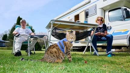 f_Katzen_im_Reisemobil_Aufmacher