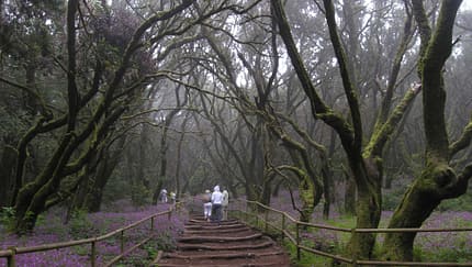 Lorbeerwald, Spanien, Gomera, Urwald