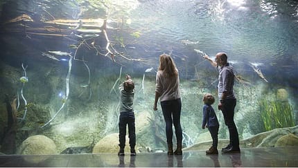 Familie, Kinder, Eltern, Aquarium, Panoramabecken