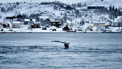 i_ Tromsø_Whale-Watching