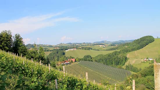 Oesterreich, Suedsteiermark Weinberge f