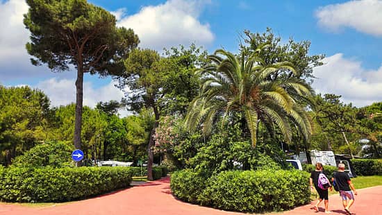Campingplatz, Camping Village Pino Mare, Palmen