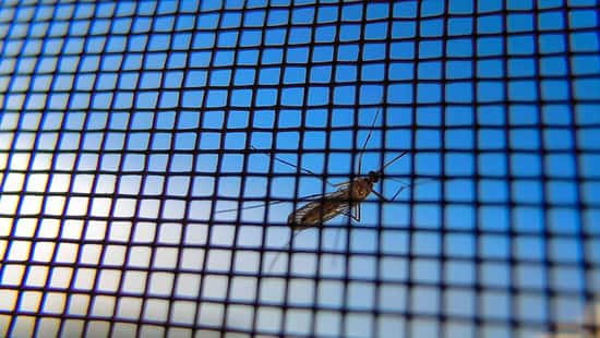 i_Insektenschutz_Plissee