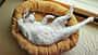 Camper-Tagebuch - Katze