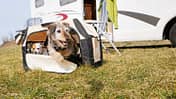 Hundebox