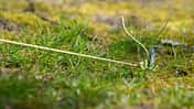 Tent Peg