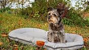 Hundezubehör Wohnmobil