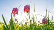 Schachbrett-Blume