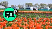 Benelux im FrŸhling Tulpen