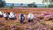 Purpurfarben, Lüneburger Heide, August,Schafe, Weide