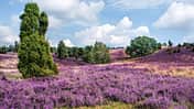 Blooming Time Lapse,Moody Sky,Non-Urban Scene,Juniper Tree,Photography,No People,Cloudscape,Beauty In Nature,Lower Saxony,Coniferous Tree,Color Image,Scenics,White,Purple,Blue,Nature,Rural Scene,Outdoors,Horizontal,Image,Germany,Evergreen Tree,Tree,Heather,Day,Summer,Moor,Landscape,Sky,Luneburger Heath Heathland with juniper - Lüneburger Heide, Lower Saxony