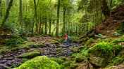 Schlucht, Wald, BŠume, Wurzeln, Steine, Menschen, Wandern