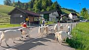 Almauftrieb, Appenzeller