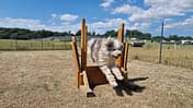 Walkyrien Hund 2, Parkour, Training
