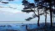 Bäume, Strand, Ostsee, Winter, Schnee, Spaziergang Winter, Schnee, Ostsee, Strand