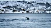 i_ Tromsø_Whale-Watching